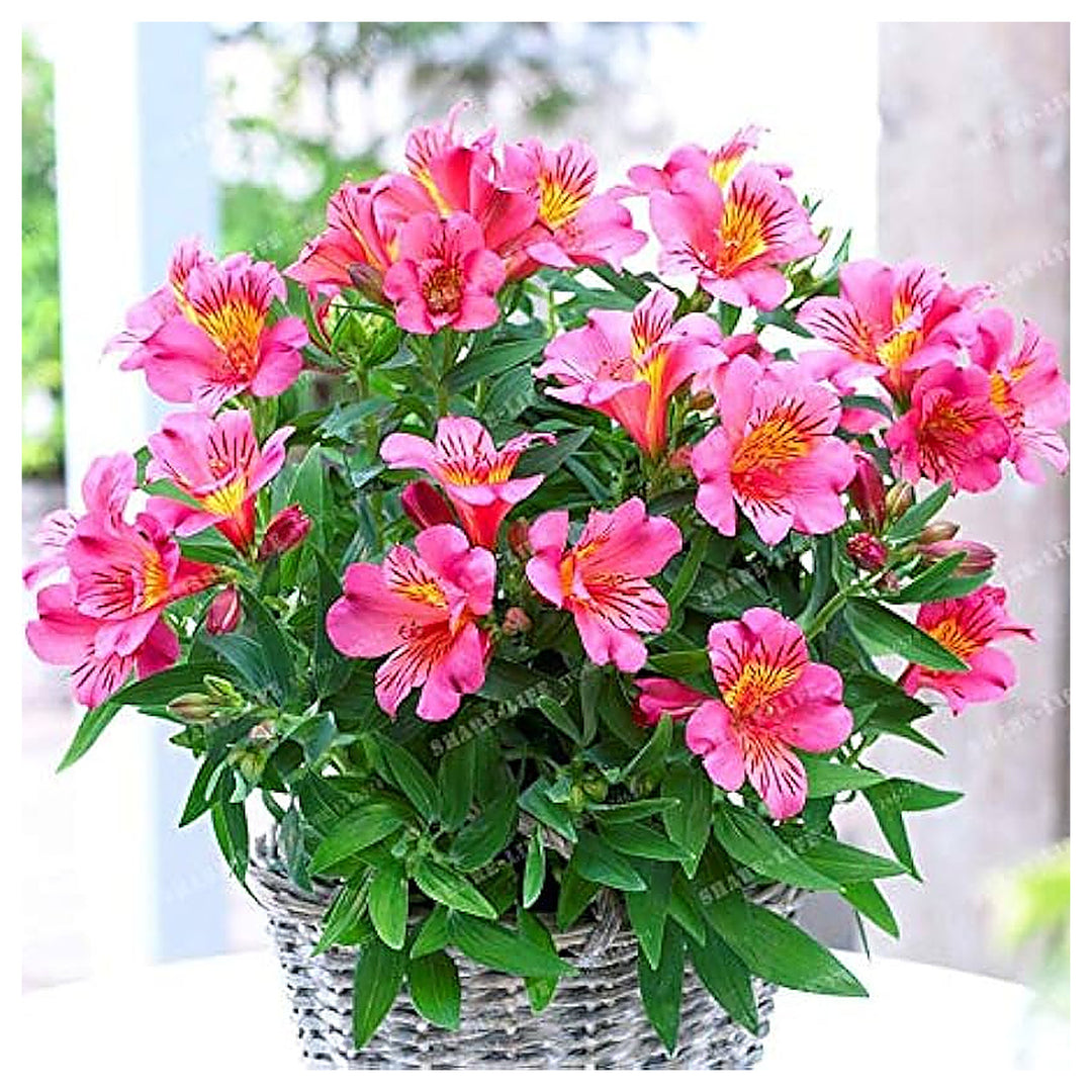 Alstroemeria Mix Peruvian Lily Inca Bandit Flower Seeds for Home Garden Planting Landscape Organic Garden Seeds Hei | Neera Seeds product photo [neera-v4-feafd080581063c1b266]