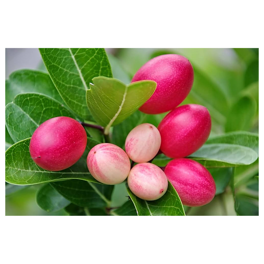Carissa Carandas Lime Berry Fruit Seeds for Planting – Tart, Flavorful Berries, 100 pcs, Heirloom &amp; Non-GMO | Neera Seeds product photo [neera-v4-feb20b0e7bb0b76059d5]