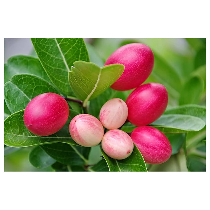 Carissa Carandas Lime Berry Fruit Seeds for Planting – Tart, Flavorful Berries, 100 pcs, Heirloom &amp; Non-GMO | Neera Seeds product photo [neera-v4-feb20b0e7bb0b76059d5]