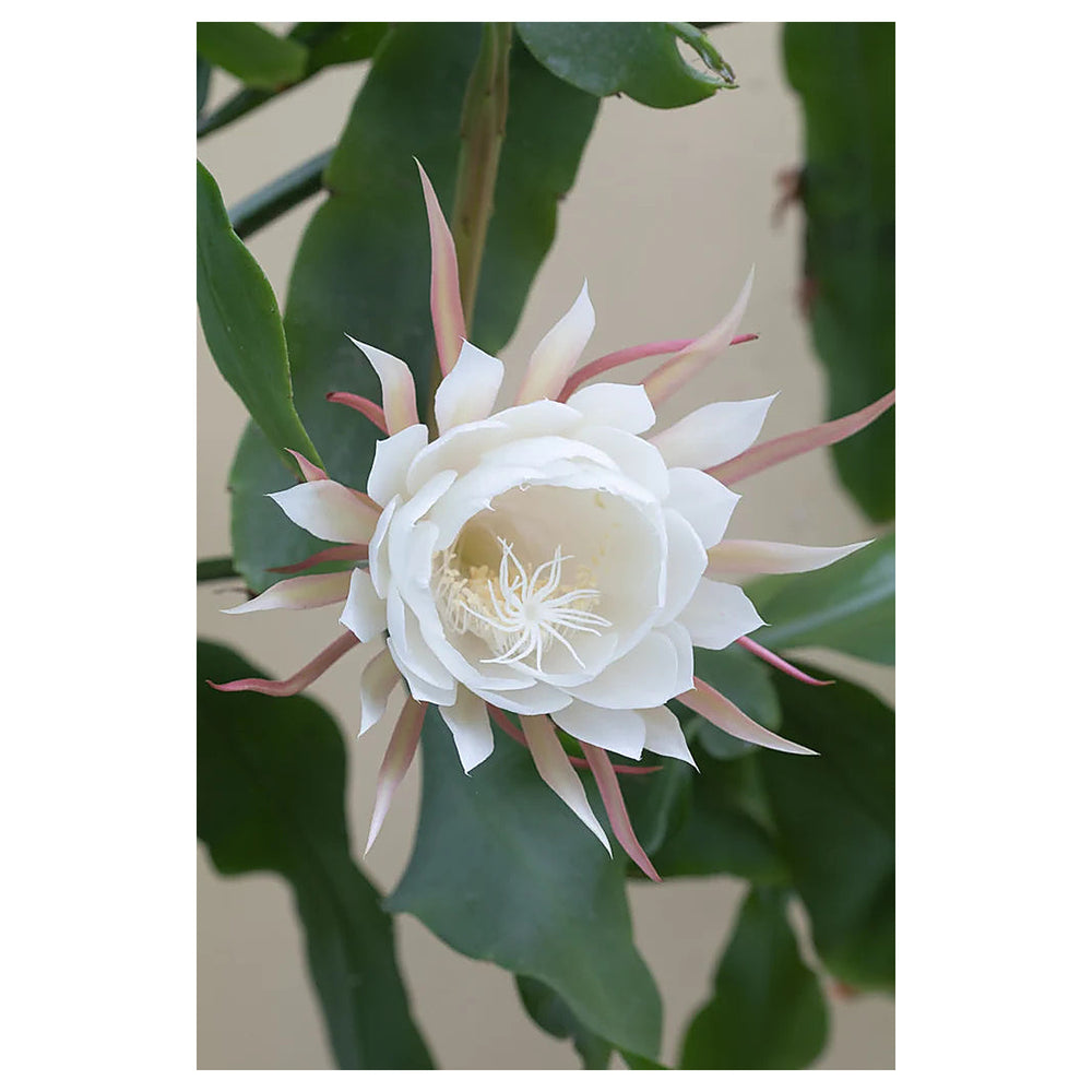 Heirloom White Epiphyllum Oxypetalum Flower Seeds – Non-GMO Night Blooming Garden Seeds | Neera Seeds product photo [neera-v4-feb4cb35281cb045f596]