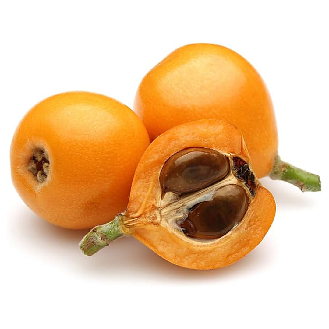 Loquat Shrub Seeds – Eriobotrya Japonica Heirloom Non-GMO Seeds for Garden Planting | Neera Seeds product photo [neera-v4-febad6d4775301ff7235]