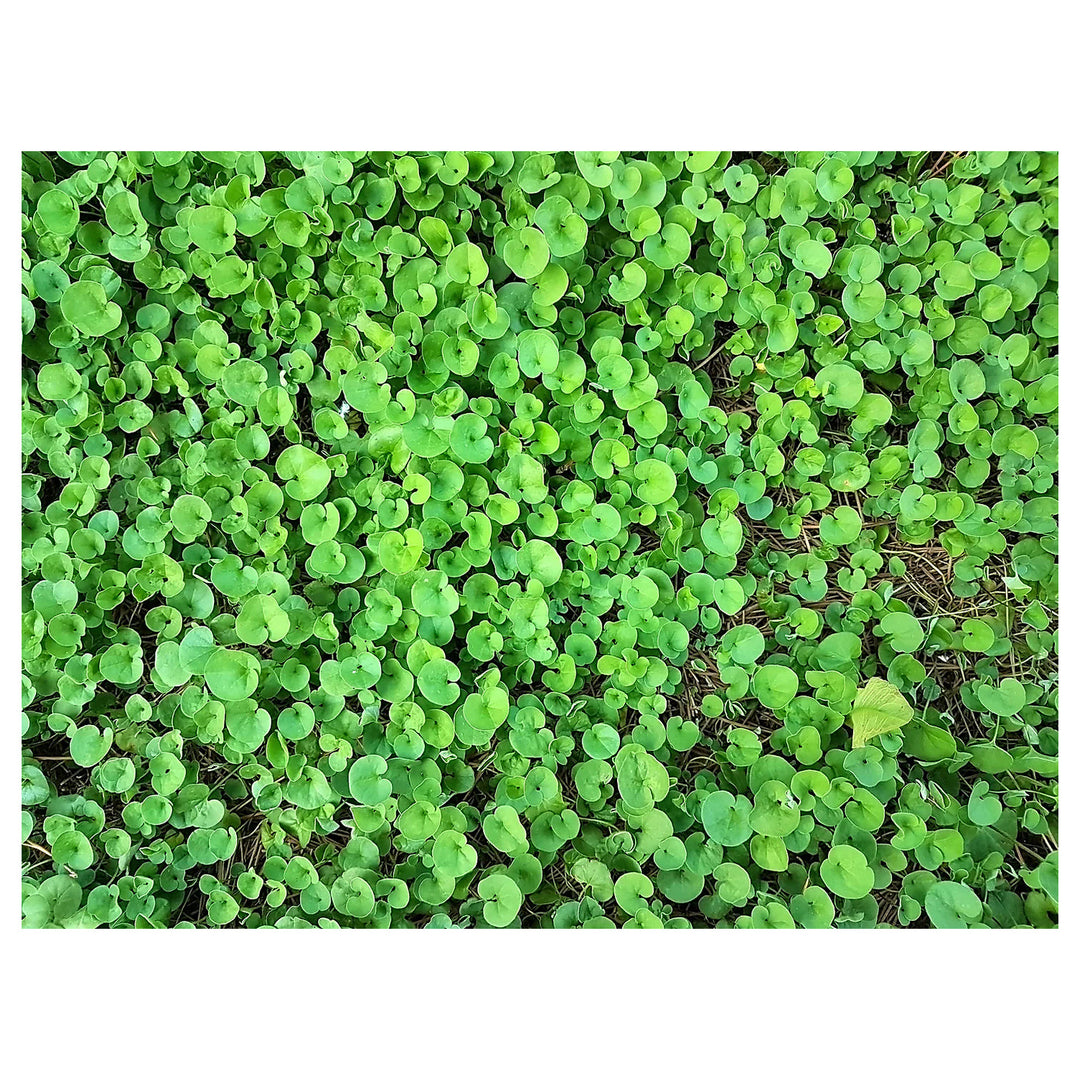 Heirloom Non-GMO Dichondra Ground Cover Plant Seeds for Planting – Lush Low-Growing Foliage for Gardens | Neera Seeds product photo [neera-v4-febea1f3e1b1e4b398cc]