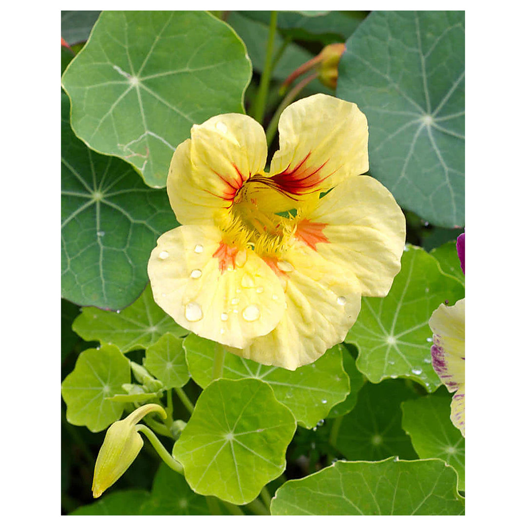 Heirloom Cream Yellow Nasturtium Flower Seeds for Planting | Non-GMO Organic Garden Seeds | Edible Blooms High Germ | Neera Seeds product photo [neera-v4-fec0fb1cc58d3f715e8f]
