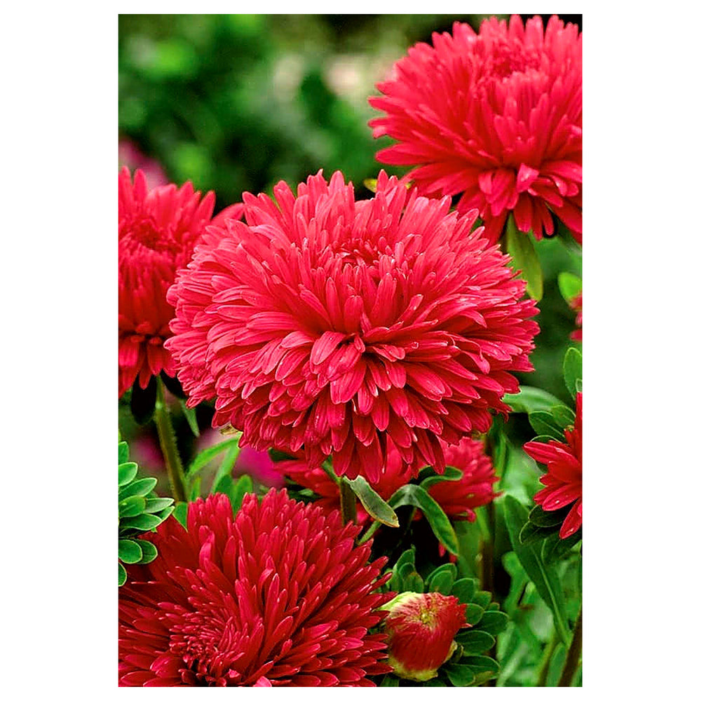 Organic Heirloom Dark Pink Aster Flower Seeds – Non-GMO | High Germination Organic Garden Seeds for Planting | Neera Seeds product photo [neera-v4-fec51bac6aea85697400]