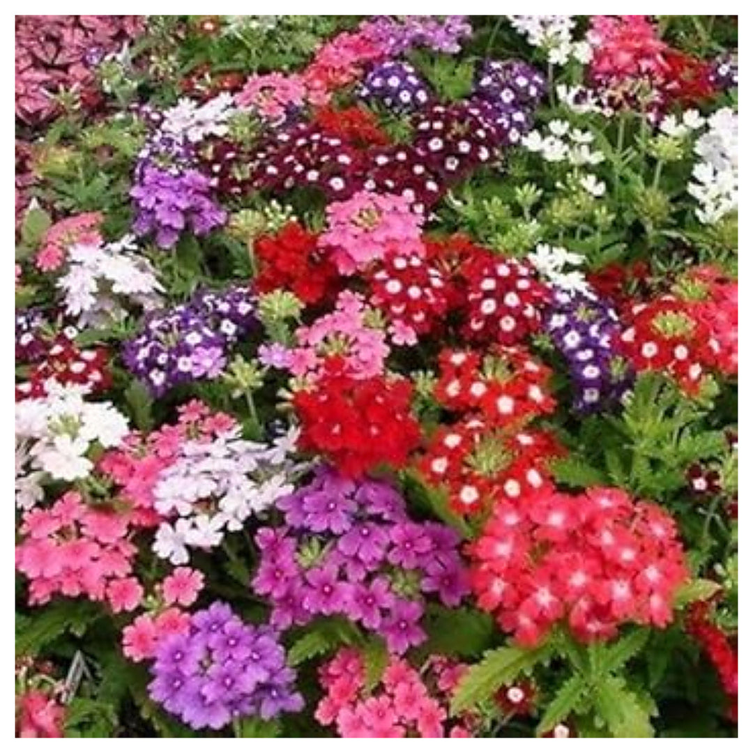 Mixed Verbena Flower Seeds for Planting – Heirloom &amp; Non-GMO Blooms for Borders, Hanging Baskets &amp; Pollinator Garde | Neera Seeds product photo [neera-v4-fec65e32960fc2ce117b]