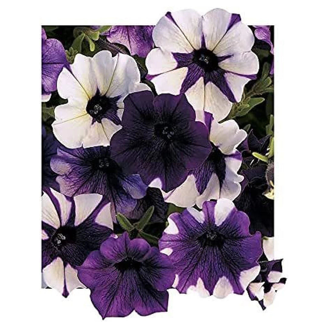Shock Wave Tie Dye Purple Petunia Flower Seeds for Planting - Heirloom, NON-GMO, Easy to Grow | Neera Seeds product photo [neera-v4-fec9c17d42039407927a]