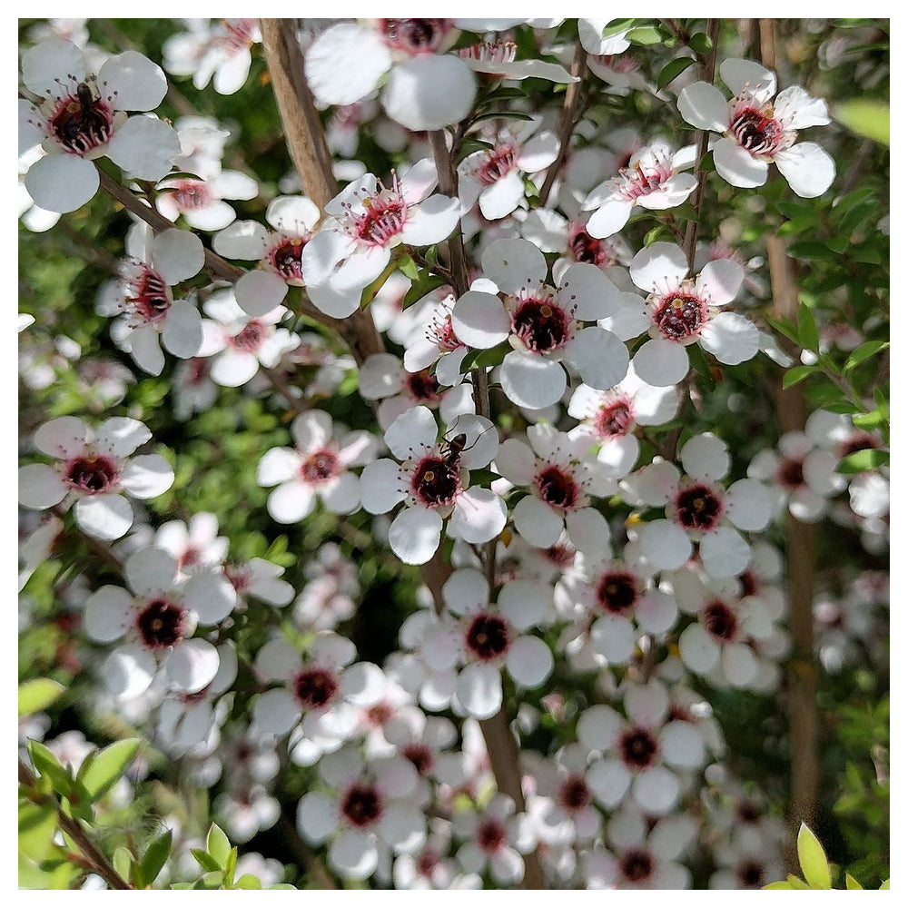 Leptospermum Scoparium Flower Seeds – Heirloom Non-GMO Tea Tree Blooms for Garden and Landscape Planting | Neera Seeds product photo [neera-v4-fed5cd8c8def01ff6ecd]
