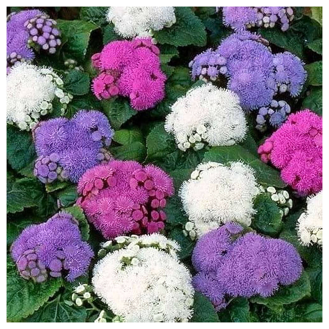 Ageratum Ageratum Mexicanum Mixed Colors Flower For Planting Ideal For Decorative Home Garden | Neera Seeds product photo [neera-v4-fed8f7c00ef821bac3c5]