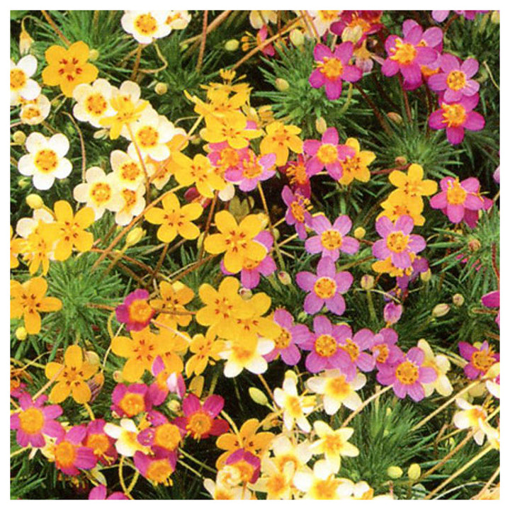 Mix Leptosiphon Flower Seeds for Planting – Heirloom, Non-GMO, High Germination Organic Garden Seeds | Neera Seeds product photo [neera-v4-fee60c24f830655146b6]