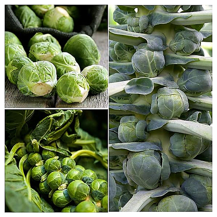 Brussels Sprouts Long Island Seeds – Heirloom, High Yield, Cold-Resistant | Neera Seeds product photo [neera-v4-feec1de4d13144e5fcc6]