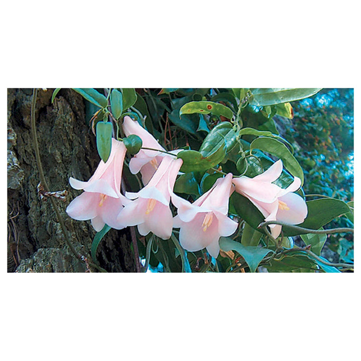 Heirloom Non-GMO Chilean Bell Flower Seeds for Planting – Rare Climbing Blooms, High Germination Organic Seeds | Neera Seeds product photo [neera-v4-feeff5fd4ac44618a9c5]
