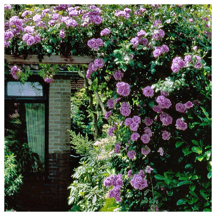 Lavender Climbing Rose Flower Seeds for Planting – Heirloom, Non-GMO, High Germination Organic Garden Seeds | Neera Seeds product photo [neera-v4-ff028374d6a10edad726]