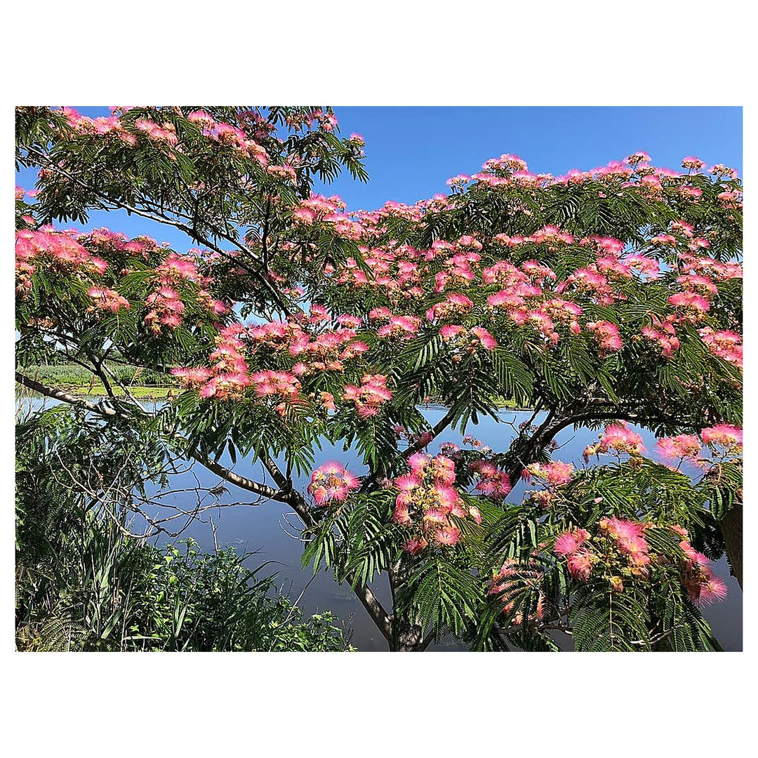 Heirloom Non-GMO Albizia Mimosa Flower Seeds – High Germination Organic Garden Seeds for Silk Tree Blooms | Neera Seeds product photo [neera-v4-ff03b5b468f5908af753]