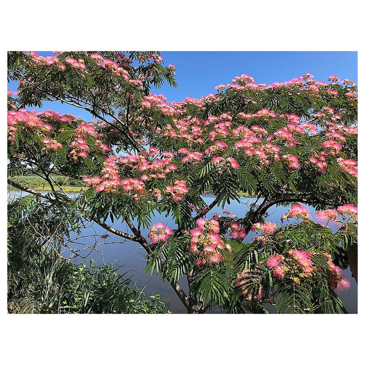 Heirloom Non-GMO Albizia Mimosa Flower Seeds – High Germination Organic Garden Seeds for Silk Tree Blooms | Neera Seeds product photo [neera-v4-ff03b5b468f5908af753]