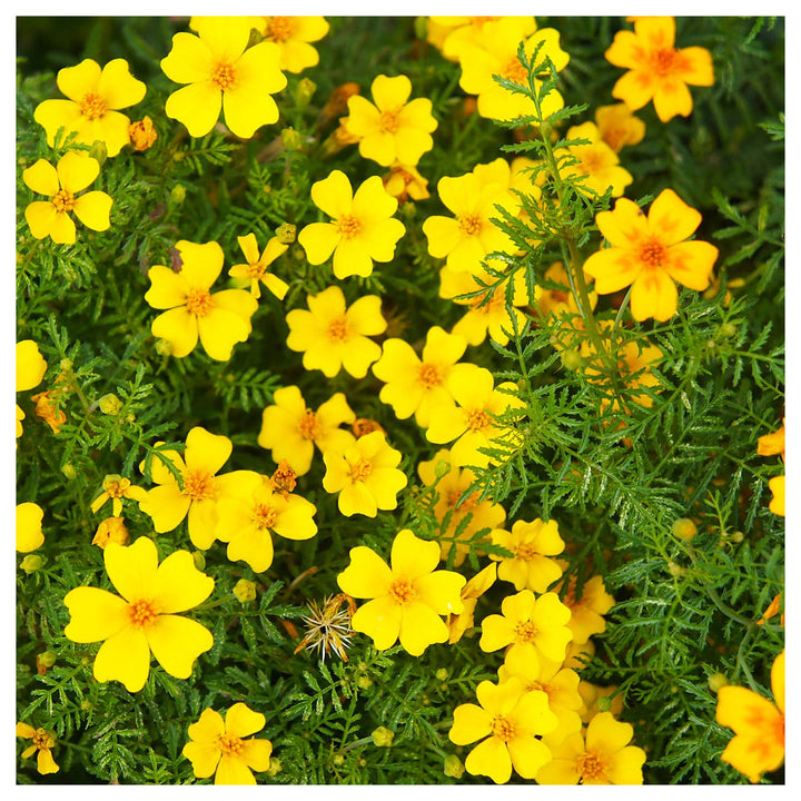Yellow Lemon Marigold Flower Seeds – Heirloom Non-GMO Seeds for Garden Planting | Neera Seeds product photo [neera-v4-ff174b2e8c9787ce5b8f]
