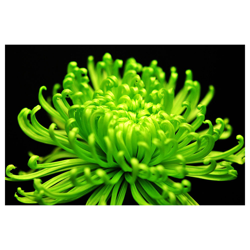Green Spider Chrysanthemum Flower Seeds for Planting – Heirloom Non-GMO Organic Garden Seeds with High Germination | Neera Seeds product photo [neera-v4-ff1892fcd98302357194]