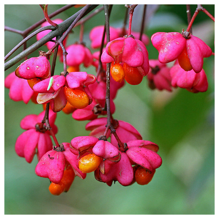 Heirloom Non-GMO Spindle Flower Seeds for Planting – Decorative Ornamental Blooms for Garden Landscapes | Neera Seeds product photo [neera-v4-ff1af7c36c040a46aeae]