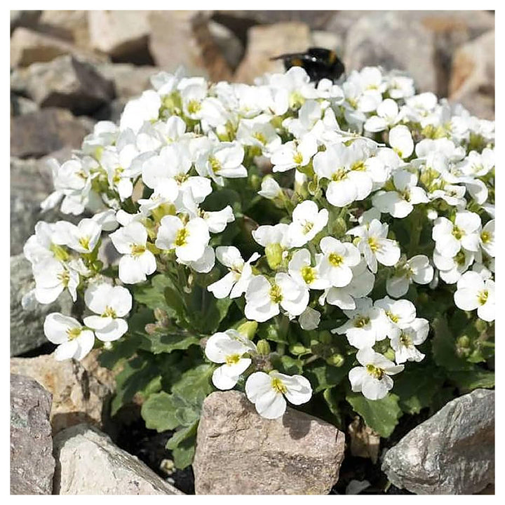 White Aubrieta Cultorum Heirloom Non-GMO Seeds for Planting – High Germination Organic Garden Seeds for Ground Cove | Neera Seeds product photo [neera-v4-ff1ec26f289eaeb76aaf]