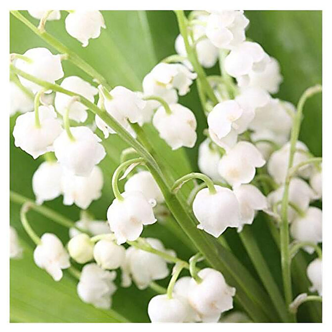 Heirloom Non-GMO Bell Orchid Flower Seeds for Planting – Exotic Fragrant Indoor Garden Blooms | Neera Seeds product photo [neera-v4-ff3a9d0b822cfc323ebf]