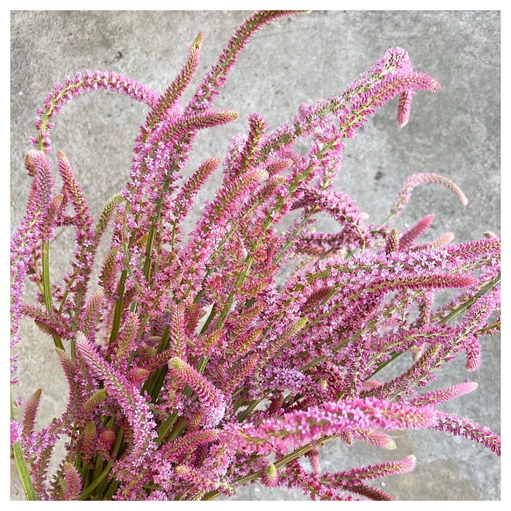 Heirloom Non-GMO Limonium Suworowii Flower Seeds – Ornamental Sea Lavender Seeds for Planting, High Germination Org | Neera Seeds product photo [neera-v4-ff41fb5a451412f0c9de]
