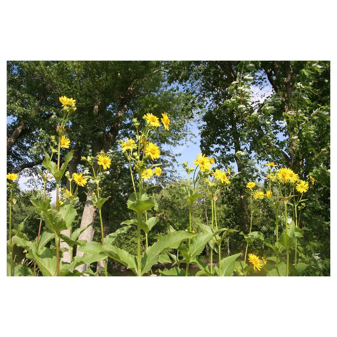 Yellow Silphium Perfoliatum Flower Seeds for Planting – Heirloom, Non-GMO, High Germination Organic Garden Seeds | Neera Seeds product photo [neera-v4-ff49595f6e5a727053b6]