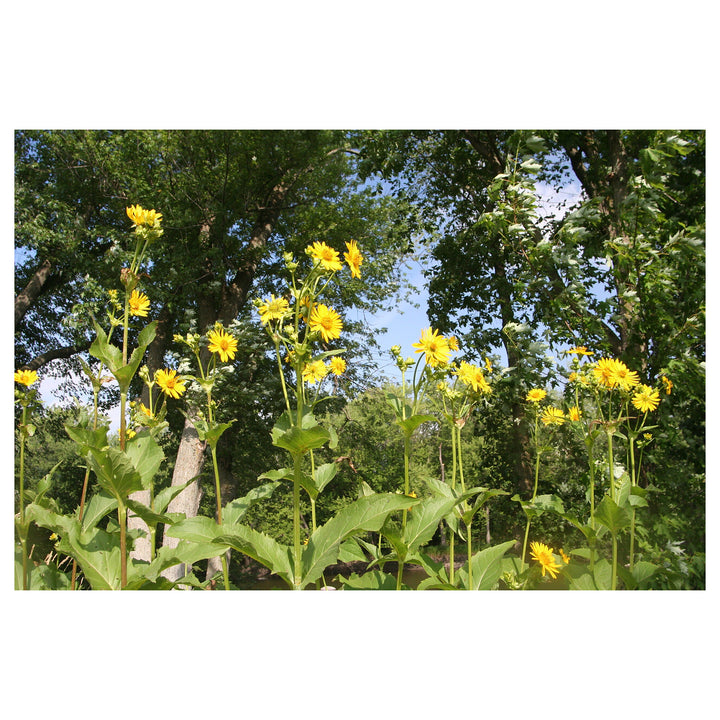Yellow Silphium Perfoliatum Flower Seeds for Planting – Heirloom, Non-GMO, High Germination Organic Garden Seeds | Neera Seeds product photo [neera-v4-ff49595f6e5a727053b6]