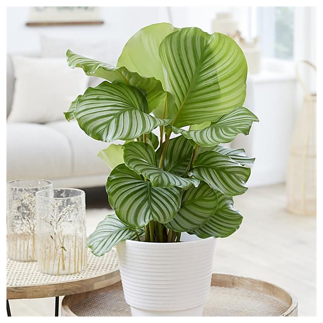 Calathea Orbifolia Flower Seeds for Planting - Heirloom &amp; Non-GMO Organic Garden Seeds with High Germination | Neera Seeds product photo [neera-v4-ff4c0e420ff1c6f1fbc1]