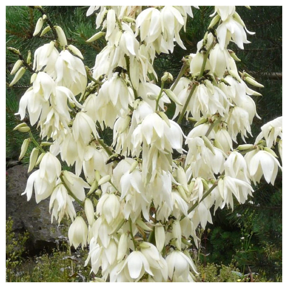 Heirloom Non-GMO White Yucca Filamentosa Plant Seeds for Drought-Tolerant Landscape Garden Planting | Neera Seeds product photo [neera-v4-ff611bfb91f7129aa73c]