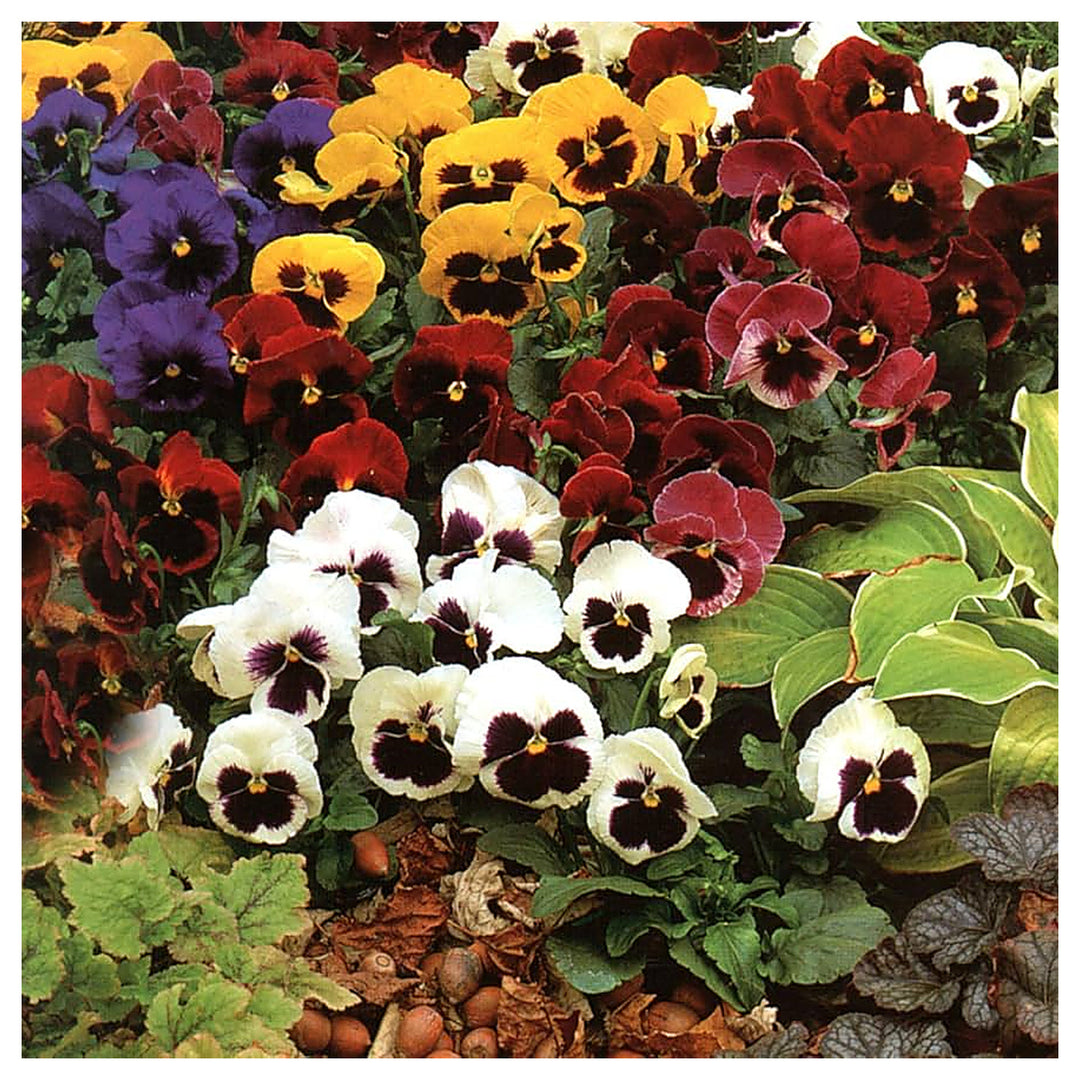 Viola Chantreyland Viola X Wittrockiana Planting Flower Bed Flower Seeds Home Garden | Neera Seeds product photo [neera-v4-ff6844cf5fe7ef308c90]