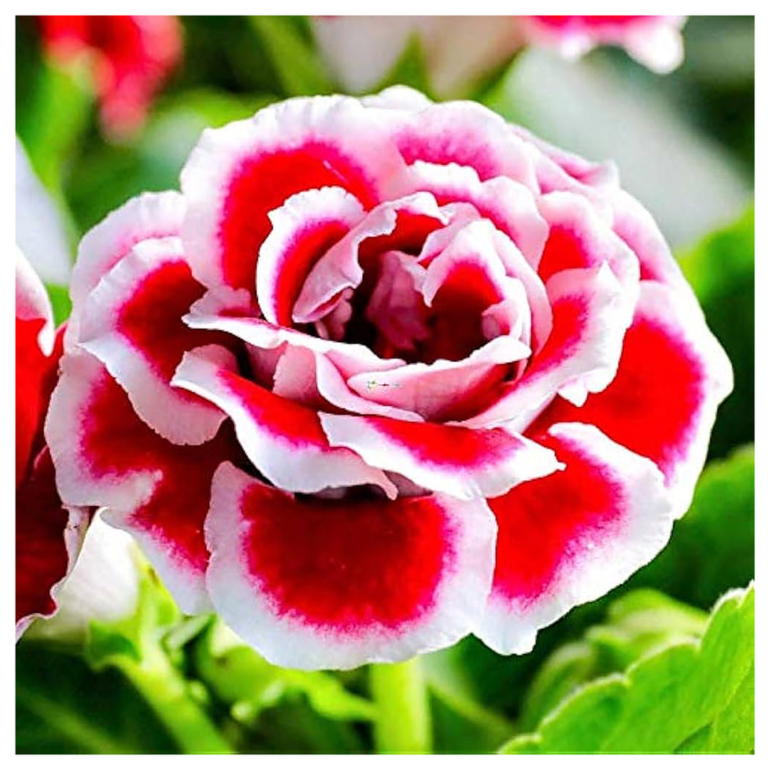 Mini Gloxinia Sinningia Speciosa For Planting In Indoor Garden Flower Seeds for Home Garden | Neera Seeds product photo [neera-v4-ff8702ca1f98ae7b9b20]