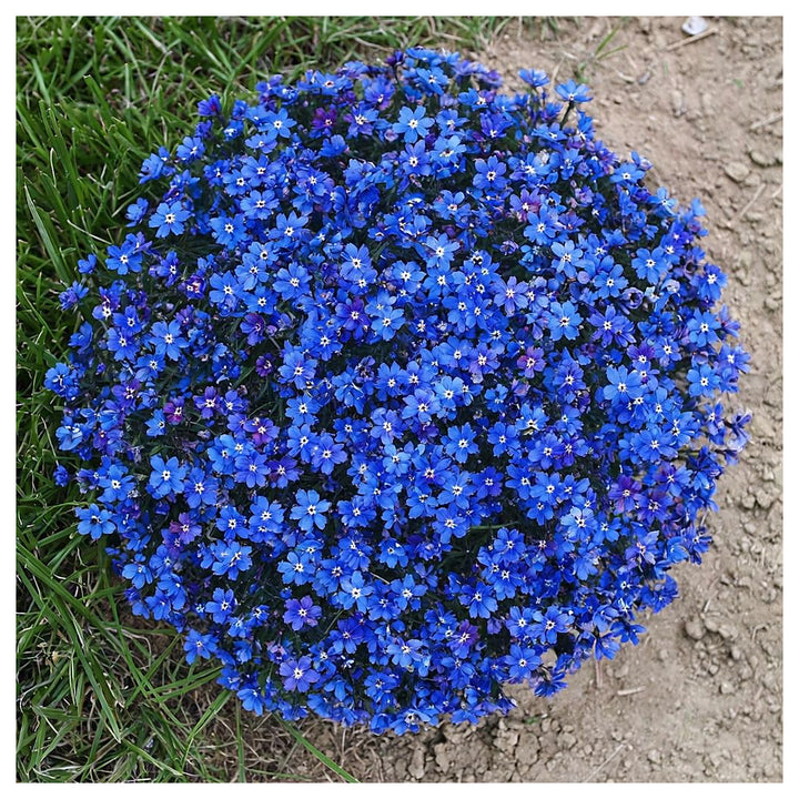 Aubrieta Blue Rock Cress Flower Seeds for Planting – Heirloom &amp; Non-GMO Garden Seeds | Neera Seeds product photo [neera-v4-ff94fc7da93582b96d40]