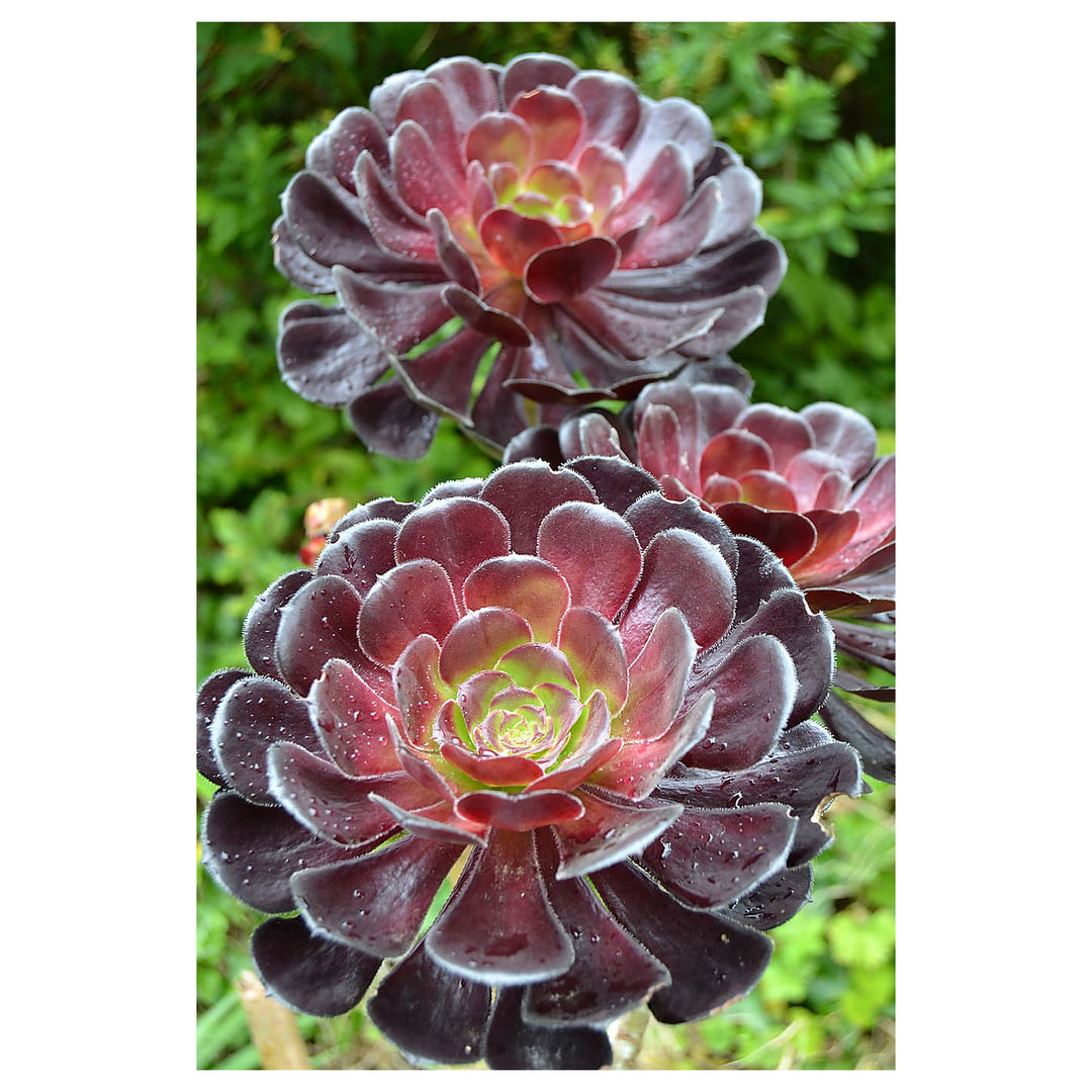 Heirloom Arboreum Flower Seeds, Non-GMO Hardy Shrub Blooms for Ornamental Garden Planting | Neera Seeds product photo [neera-v4-ffa0b1031d6e8d9e580b]