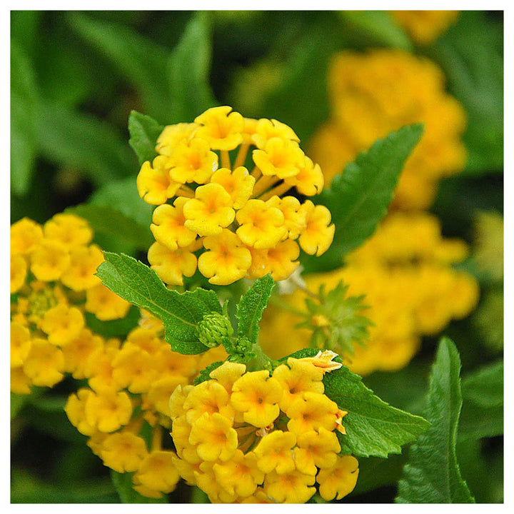 Light Yellow Lantana Flower Seeds – Heirloom Non-GMO Seeds for Planting | Neera Seeds product photo [neera-v4-ffc0a65ff2982629bdb3]
