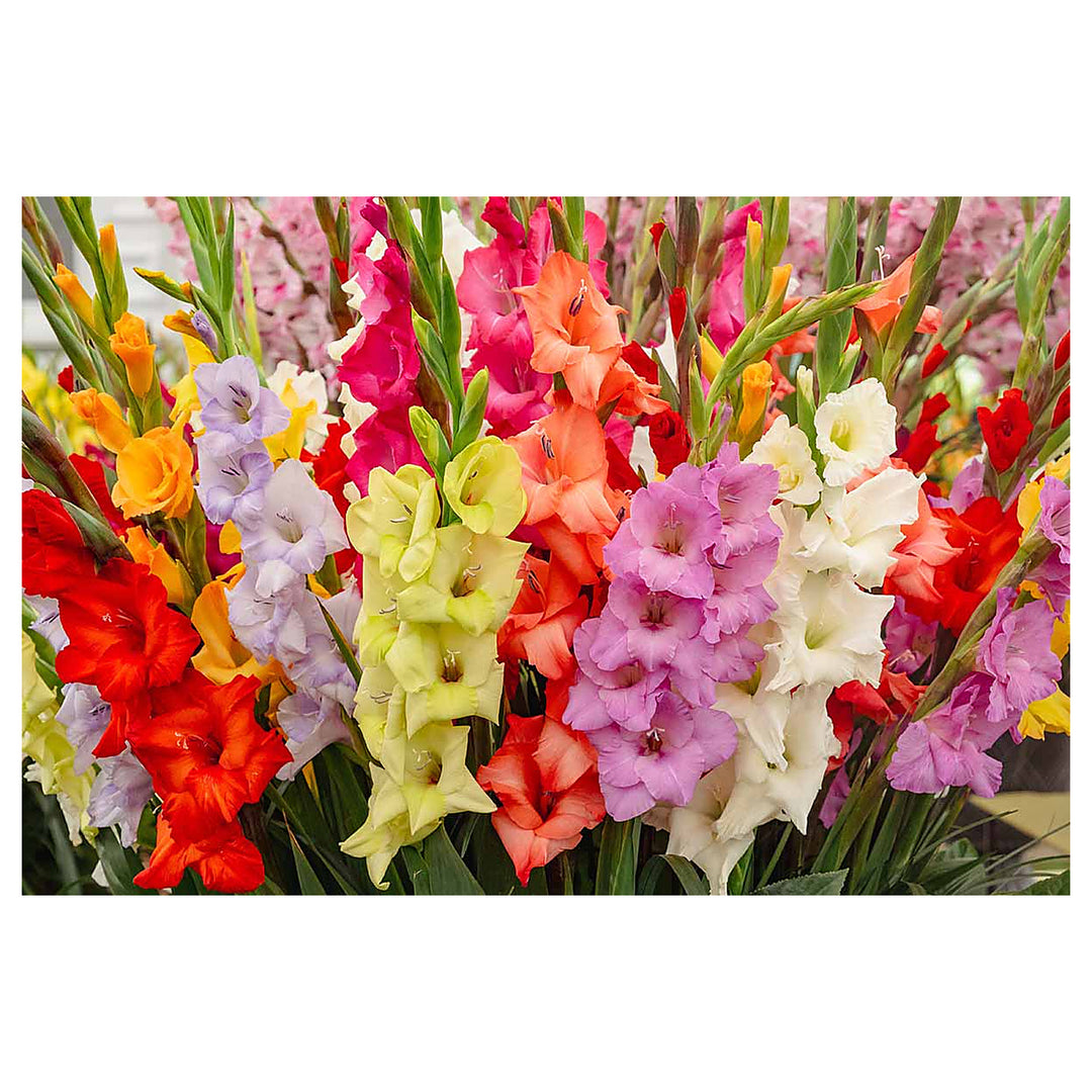 Heirloom Non-GMO Gladiolus Flower Seeds for Planting – Vibrant Summer Blooms | Neera Seeds product photo [neera-v4-ffc923b4559f34f5fcc8]