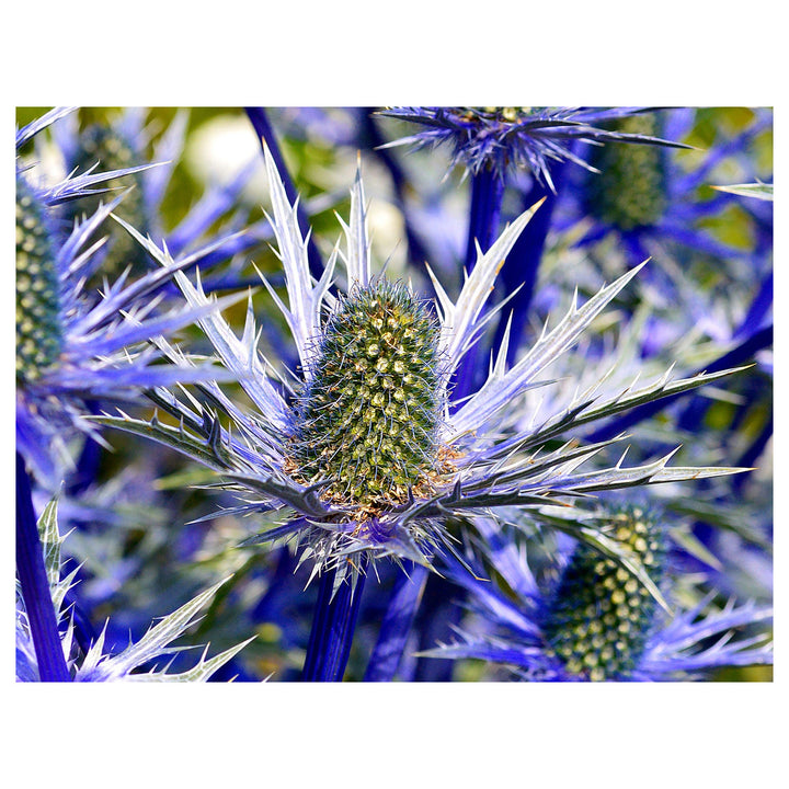 Holly Flower Seeds for Planting - 100 pcs | Neera Seeds product photo [neera-v4-ffcc1838c667bd4b7a6f]