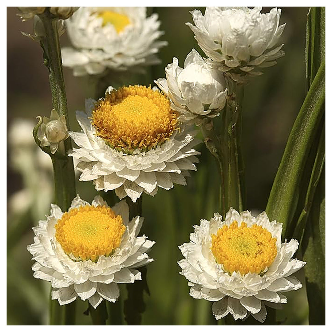 Ammobium Alatum Winged Everlasting Flower Flower Seeds Home Garden Planting, Blooming Organic | Neera Seeds product photo [neera-v4-ffd171beda9c448d3696]