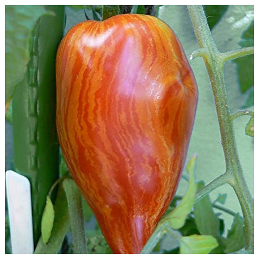 Speckled Roma Tomato Seeds for Planting - Heirloom Non-GMO Organic Garden Seeds High Germination | Neera Seeds product photo [neera-v4-ffdf3bfb35e29635d385]