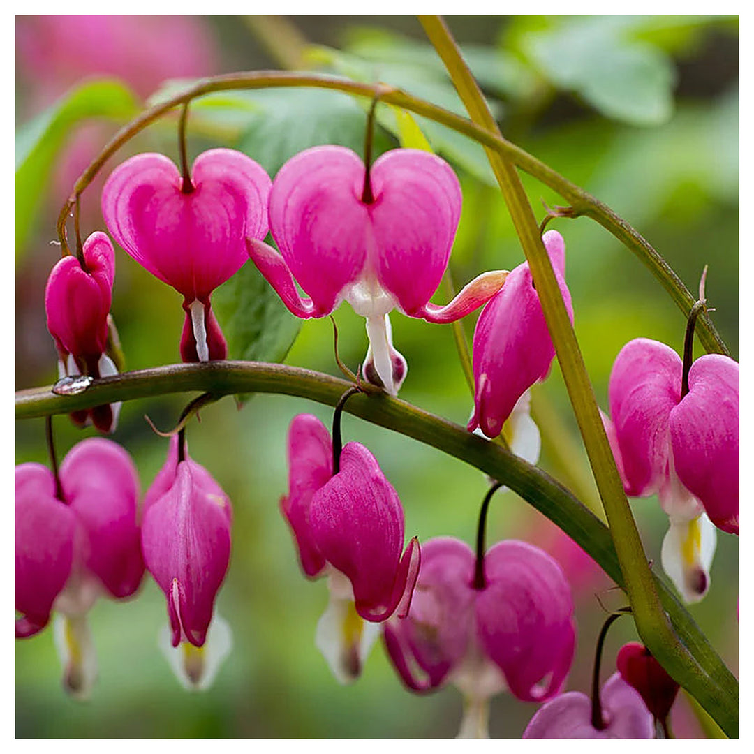 Heirloom Non-GMO Bleeding Heart Flower Seeds for Planting – Romantic Garden Borders, High Germination | Neera Seeds product photo [neera-v4-ffe67420a34bfa3b3cb8]