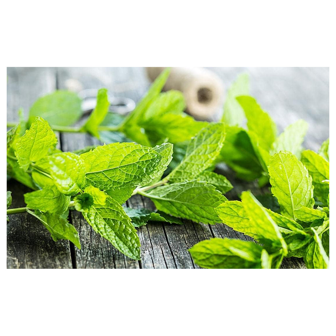 Mint Plant Seeds for Planting, 100 pcs | Neera Seeds product photo [neera-v4-ffee7c089ab02d382736]