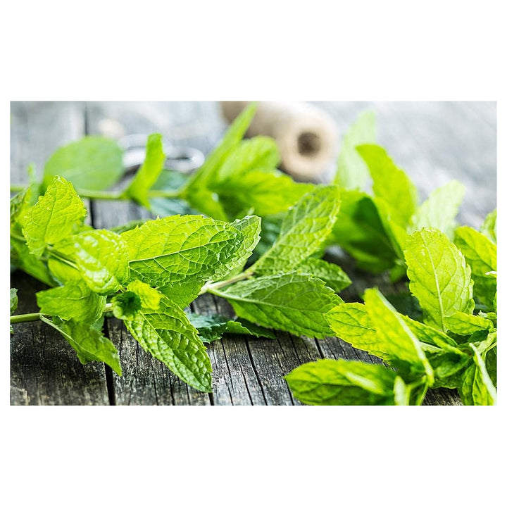 Mint Plant Seeds for Planting, 100 pcs | Neera Seeds product photo [neera-v4-ffee7c089ab02d382736]