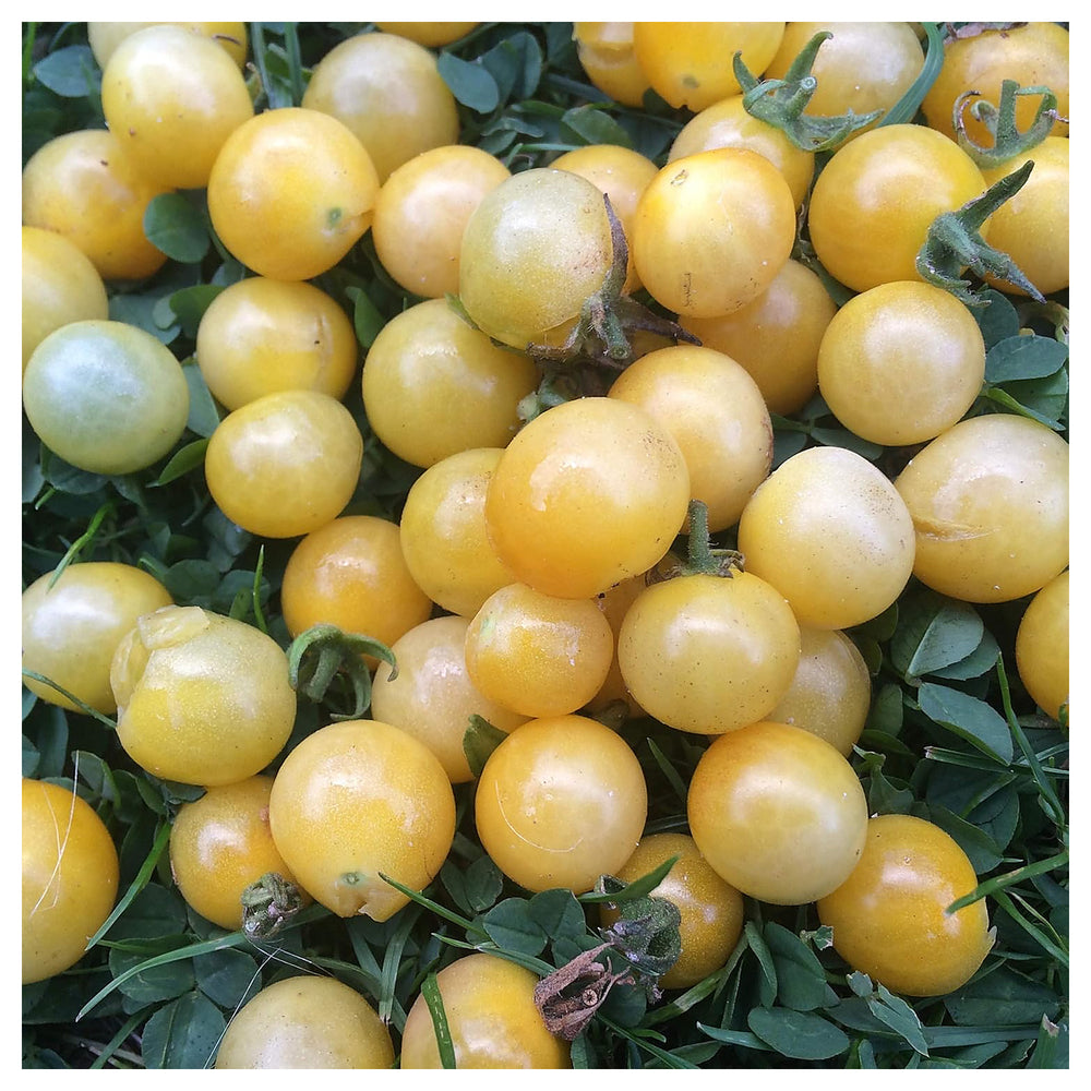 Tomato Seeds for Planting Light Yellow | Heirloom Non-GMO Organic Garden Seeds | High Germination Seeds | Neera Seeds product photo [neera-v4-fff935be7ae7df511089]