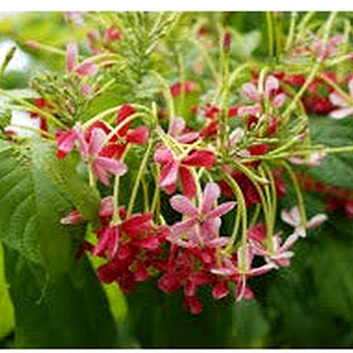 Quisqualis Indica Flower Seeds [neera-v5-0012da481d131a069c62]