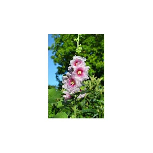 Hollyhock Pink White Flower Seeds for Planting [neera-v5-001902be5a9b6214d57f]