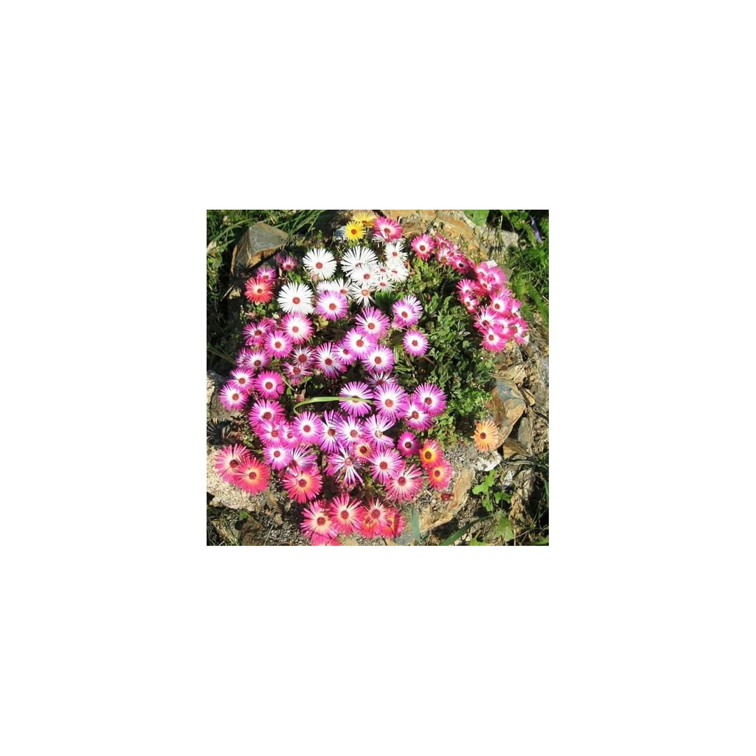 Orange Flora And Daisy Ice Flow Iceplant Flower Seeds for Home Garden Planting Ornamental Heirloom Non Gmo Seeds for Planting Organic Garden Seeds [neera-v5-00230fde14f9bb2e2e92]