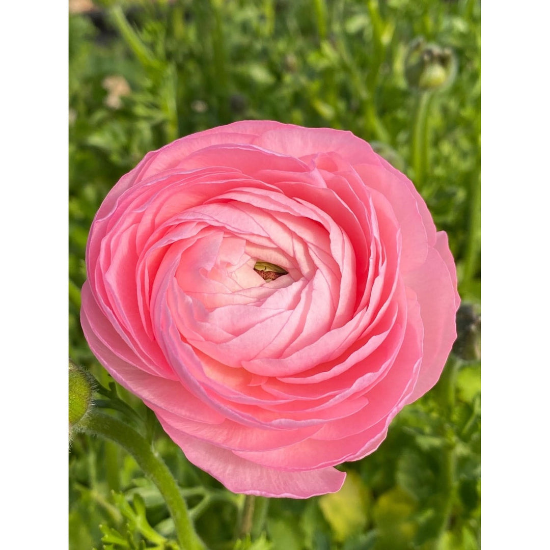 Heirloom Non Gmo Ranunculus Perennial Flower For Planting Vibrant Double Bloom Garden Flowers [neera-v5-002420e5ae83b6cdcc2c]