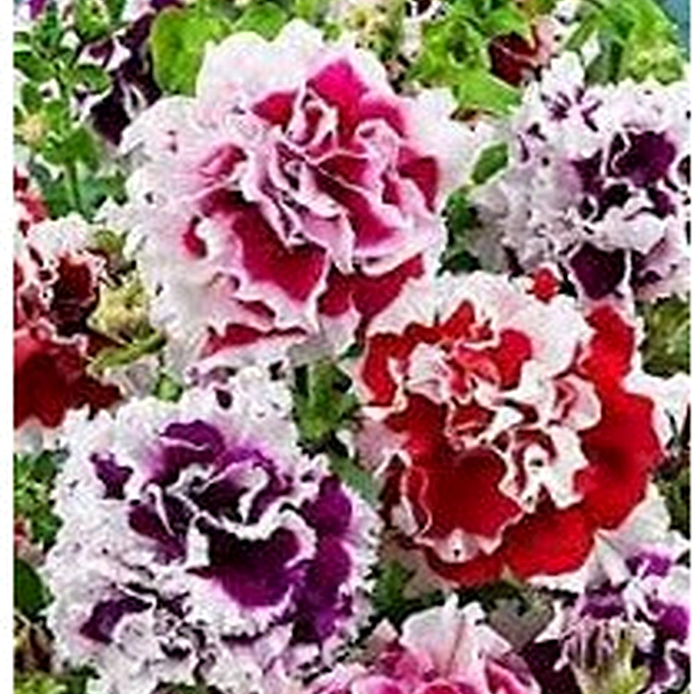 Double Oblique Petunia Flower Seeds for Planting [neera-v5-003146b603b023eb3e12]