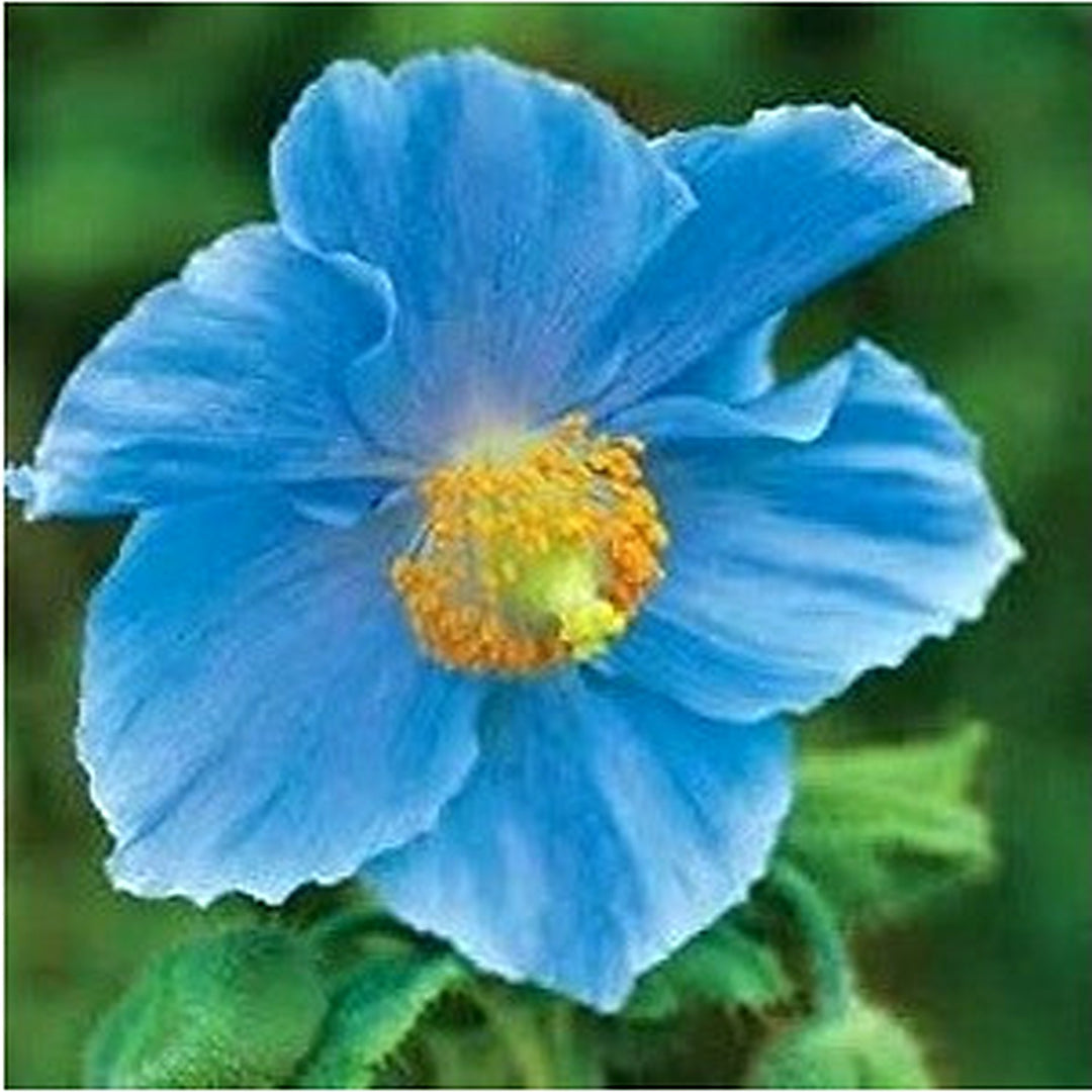 Heirloom Non-GMO Sky Blue Eschscholtzia Flower Seeds [neera-v5-0031714e363fbae6fd26]