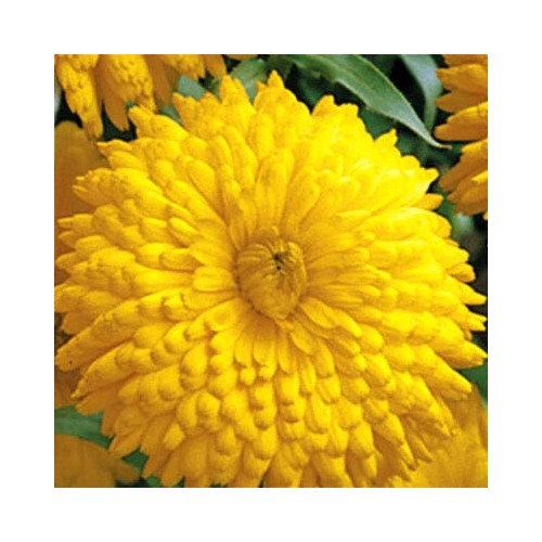 Golden Yellow Emperor Calendula Planting Heirloom Giant Double Flowers Non Gmo Flower Seeds [neera-v5-00331e026afc93a0d748]