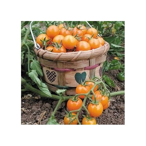 Sungold Tomato Seeds for Planting [neera-v5-0035602ff6e3344e596b]