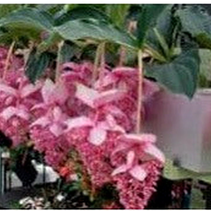 Heirloom Medinilla Flower Seeds, Non-GMO Tropical Pink Blooms for Exotic Garden Planting [neera-v5-00406235539e9f5f3093]